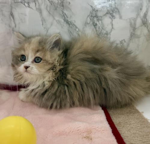 埼玉県のアメリカンカール (NICO PET 三郷店/2025年11月23日生まれ/女の子/ダイリュートキャリコ)の子猫の2枚目の画像