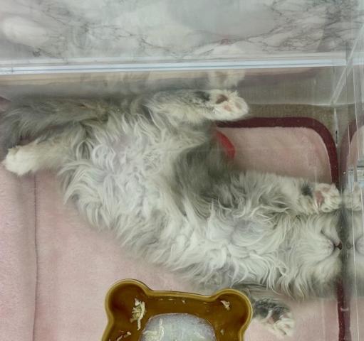 埼玉県のアメリカンカール (NICO PET 三郷店/2025年11月23日生まれ/女の子/ダイリュートキャリコ)の子猫の3枚目の画像