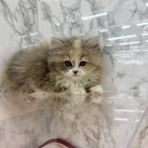 埼玉県のアメリカンカール (NICO PET 三郷店/2025年11月23日生まれ/女の子/ダイリュートキャリコ)の子猫の4枚目の画像