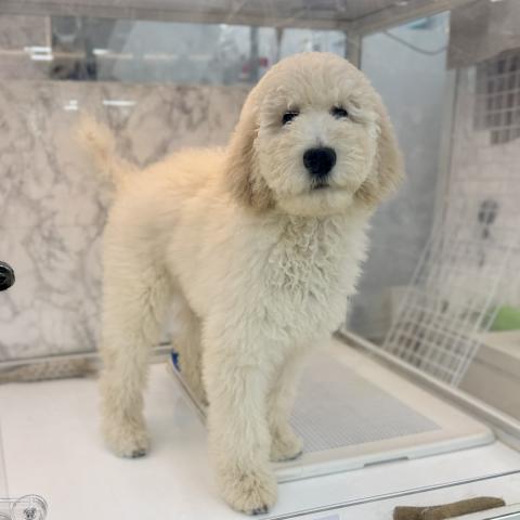 埼玉県のスタンダードプードル (NICO PET 三郷店/2025年11月17日生まれ/男の子/ホワイト)の子犬の2枚目の画像