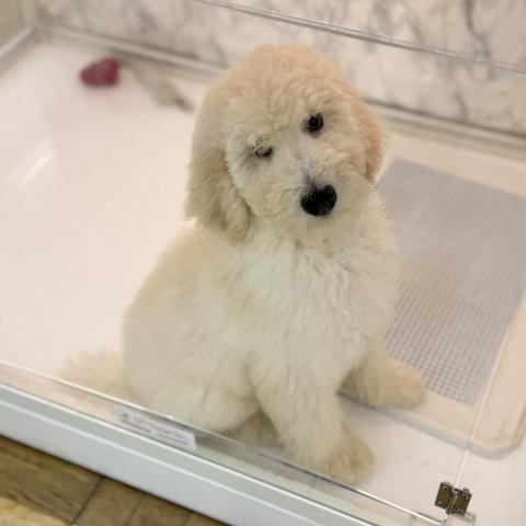 埼玉県のスタンダードプードル (NICO PET 三郷店/2025年11月17日生まれ/男の子/ホワイト)の子犬の3枚目の画像