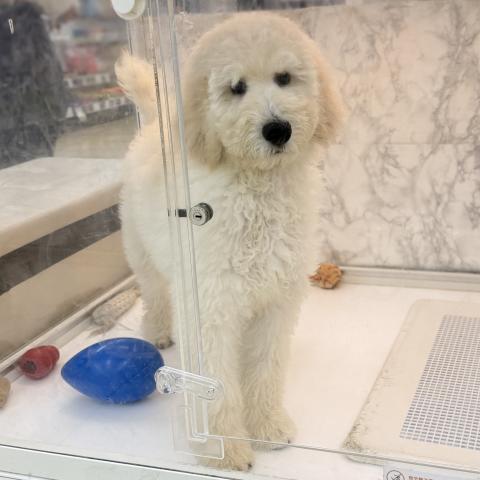 埼玉県のスタンダードプードル (NICO PET 三郷店/2025年11月17日生まれ/男の子/ホワイト)の子犬の4枚目の画像