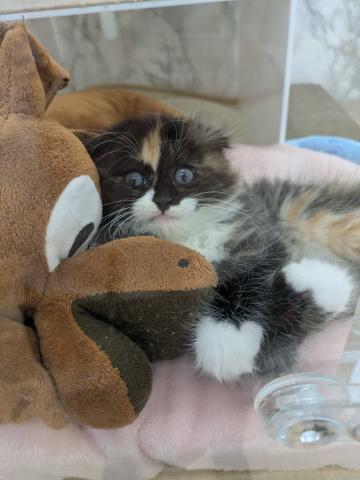 埼玉県のスコティッシュフォールド (NICO PET 三郷店/2025年11月2日生まれ/女の子/キャリコ)の子猫の2枚目の画像