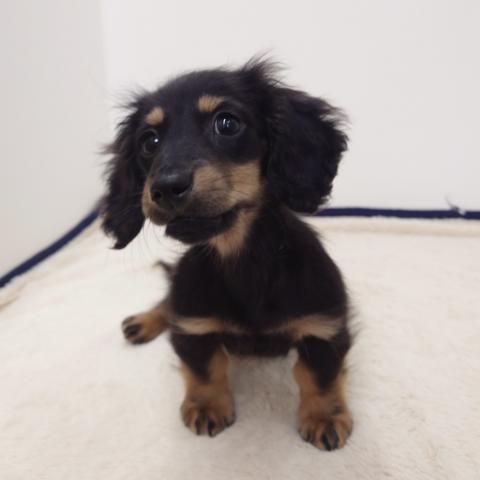 三重県のミニチュアダックスフンド(ロング) (ペットアミ 松阪店/2025年12月21日生まれ/男の子/ブラックタン)の子犬の3枚目の画像