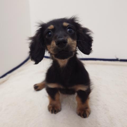 三重県のミニチュアダックスフンド(ロング) (ペットアミ 松阪店/2025年12月21日生まれ/男の子/ブラックタン)の子犬の4枚目の画像