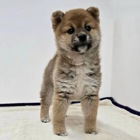 三重県の柴犬(標準サイズ) (ペットアミ 松阪店/2025年12月27日生まれ/女の子/赤)の子犬の2枚目の画像