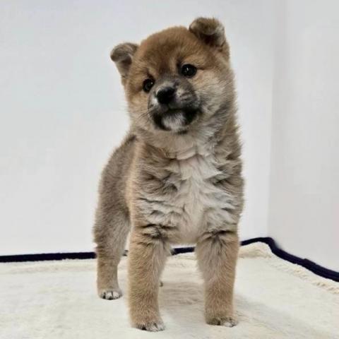 三重県の柴犬(標準サイズ) (ペットアミ 松阪店/2025年12月27日生まれ/女の子/赤)の子犬の3枚目の画像