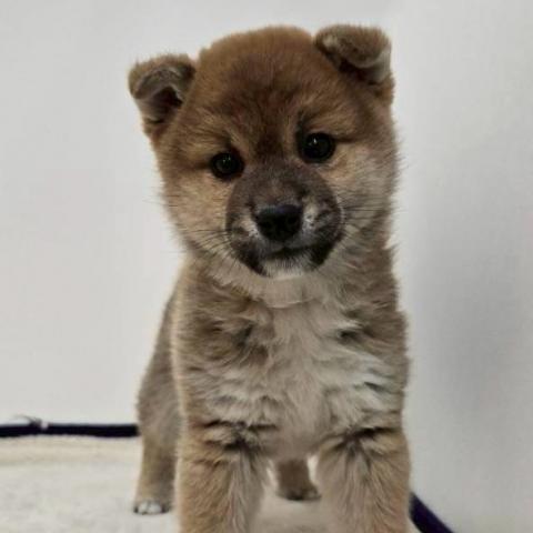 三重県の柴犬(標準サイズ) (ペットアミ 松阪店/2025年12月27日生まれ/女の子/赤)の子犬の4枚目の画像