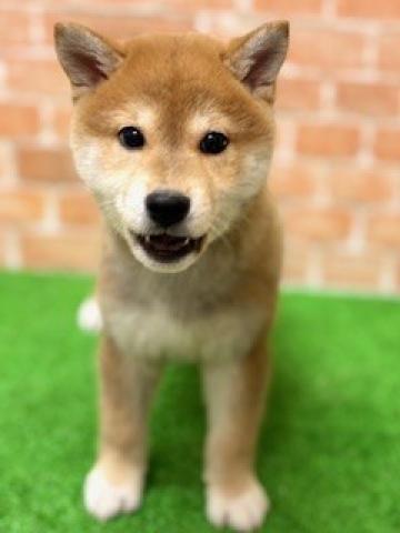 柴犬