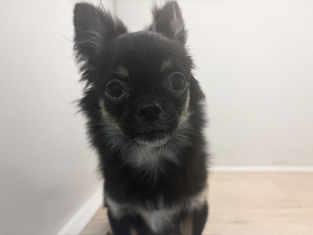 チワワ（ロングコート）