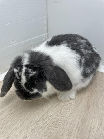 ホーランドロップ