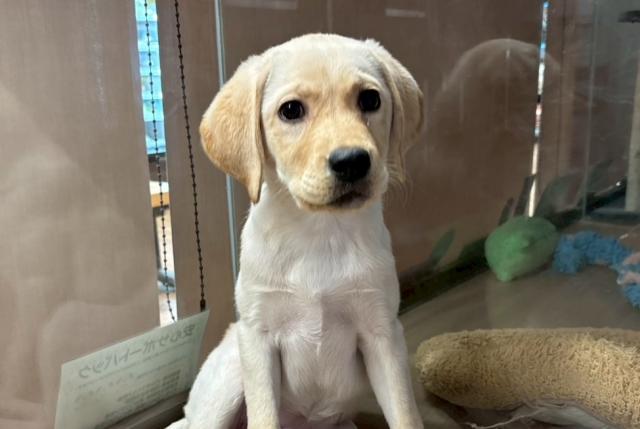 ラブラドールレトリーバー