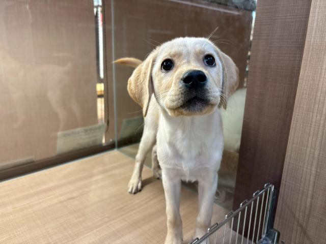 ラブラドールレトリーバー