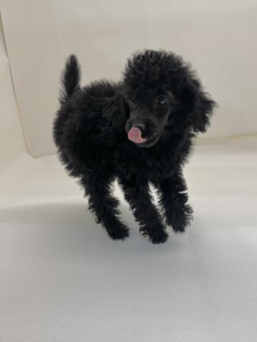 三重県のトイプードル(トイ) (ペットアミ 名張店/2025年12月18日生まれ/女の子/ブラック)の子犬の3枚目の画像