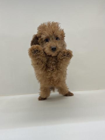 三重県のトイプードル(トイ) (ペットアミ 名張店/2025年12月26日生まれ/男の子/レッド)の子犬の2枚目の画像