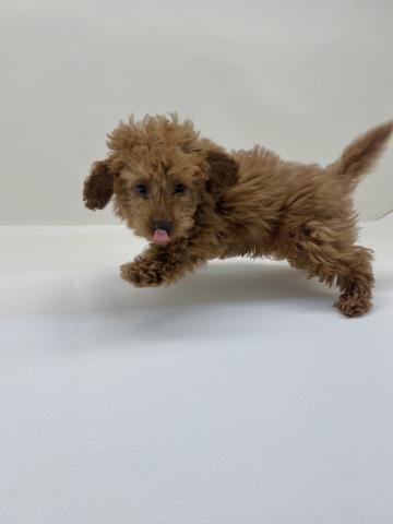 三重県のトイプードル(トイ) (ペットアミ 名張店/2025年12月26日生まれ/男の子/レッド)の子犬の4枚目の画像