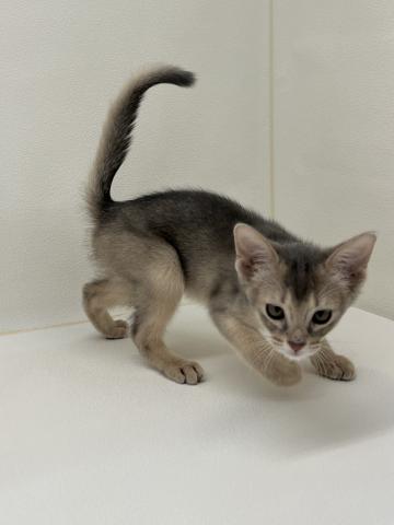 三重県のアビシニアン (ペットアミ 名張店/2025年12月22日生まれ/男の子/ブルー)の子猫の2枚目の画像