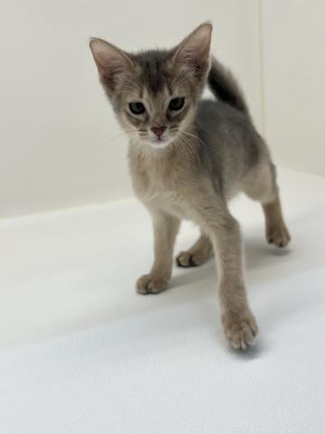 三重県のアビシニアン (ペットアミ 名張店/2025年12月22日生まれ/男の子/ブルー)の子猫の3枚目の画像