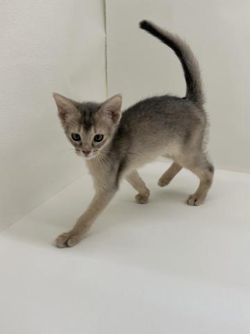 三重県のアビシニアン (ペットアミ 名張店/2025年12月22日生まれ/男の子/ブルー)の子猫の4枚目の画像