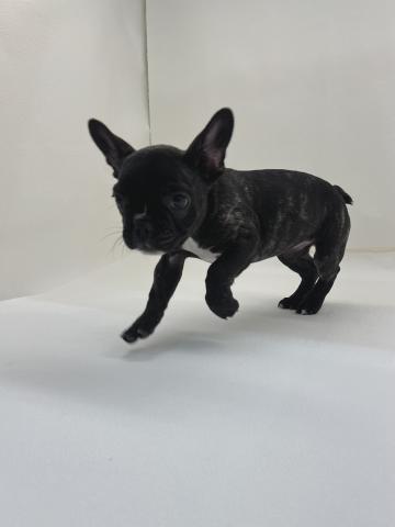 三重県のフレンチブルドッグ (ペットアミ 名張店/2025年12月19日生まれ/女の子/ブリンドルホワイト)の子犬の2枚目の画像