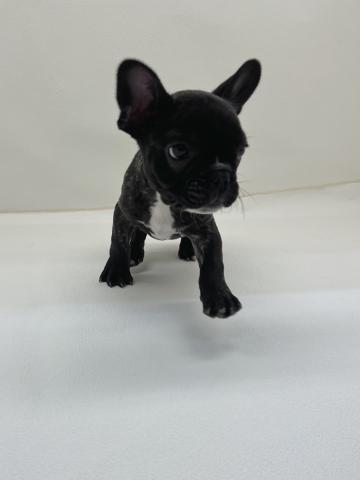 三重県のフレンチブルドッグ (ペットアミ 名張店/2025年12月19日生まれ/女の子/ブリンドルホワイト)の子犬の4枚目の画像