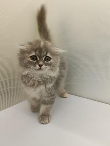 スコティッシュフォールド