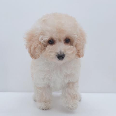 新潟県のトイプードル(トイ) (ペットアミ 新津店/2025年11月21日生まれ/女の子/クリーム)の子犬の2枚目の画像