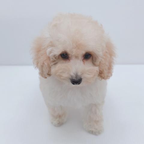 新潟県のトイプードル(トイ) (ペットアミ 新津店/2025年11月21日生まれ/女の子/クリーム)の子犬の3枚目の画像