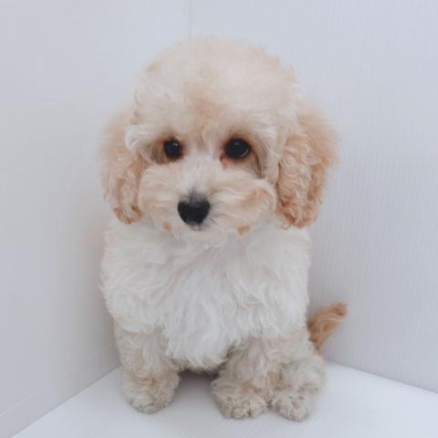 新潟県のトイプードル(トイ) (ペットアミ 新津店/2025年11月21日生まれ/女の子/クリーム)の子犬の4枚目の画像
