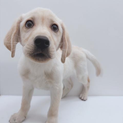 新潟県のラブラドールレトリーバー (ペットアミ 新津店/2025年9月20日生まれ/男の子/イエロー)の子犬の2枚目の画像