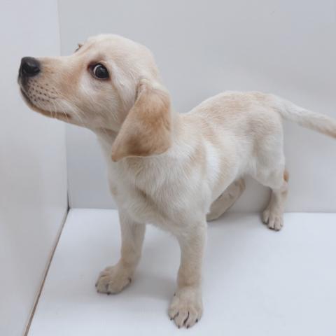 新潟県のラブラドールレトリーバー (ペットアミ 新津店/2025年9月20日生まれ/男の子/イエロー)の子犬の4枚目の画像