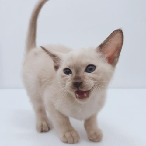 新潟県のトンキニーズ (ペットアミ 新津店/2025年11月8日生まれ/男の子/シャンパンミンク)の子猫の2枚目の画像