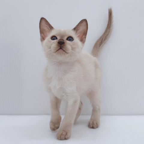 新潟県のトンキニーズ (ペットアミ 新津店/2025年11月8日生まれ/男の子/シャンパンミンク)の子猫の4枚目の画像