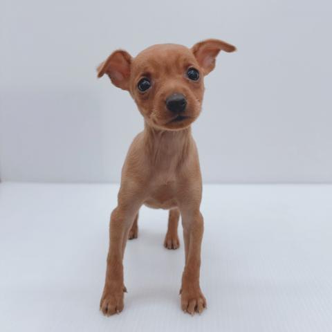 新潟県のミニチュアピンシャー (ペットアミ 新津店/2025年11月5日生まれ/女の子/レッド)の子犬の1枚目の画像