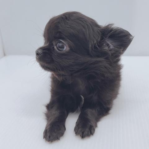 新潟県のチワワ(ロング) (ペットアミ 新津店/2025年10月17日生まれ/男の子/ブラック)の子犬の3枚目の画像