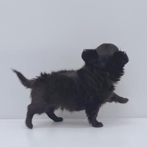 新潟県のチワワ(ロング) (ペットアミ 新津店/2025年10月17日生まれ/男の子/ブラック)の子犬の4枚目の画像