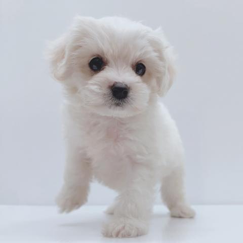 新潟県のハーフ犬・ミックス犬 (ペットアミ 新津店/2025年11月22日生まれ/男の子/クリーム)の子犬の3枚目の画像