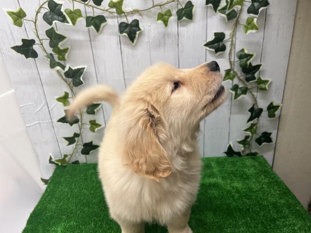 ゴールデンレトリーバー