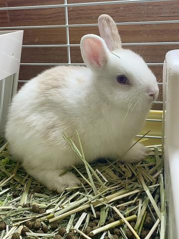 ミニウサギ