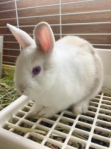 ミニウサギ