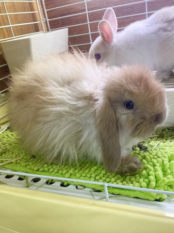 アメリカンファジー