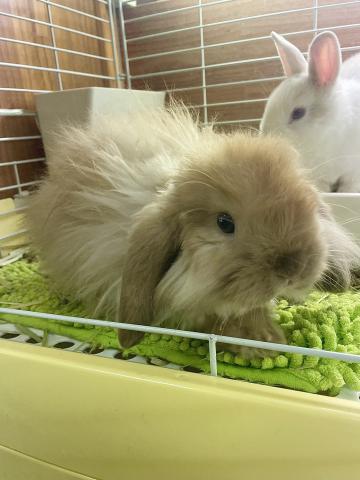 アメリカンファジー