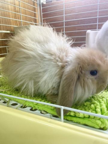 アメリカンファジー