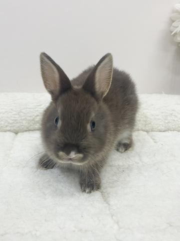 ネザーランドドワーフ