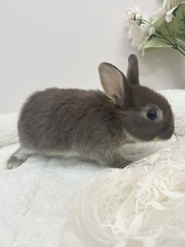 ネザーランドドワーフ