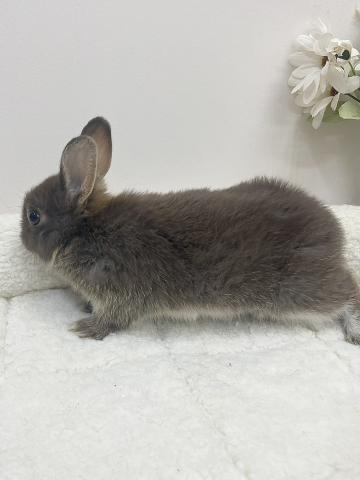 ネザーランドドワーフ