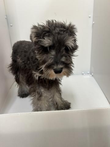 新潟県のミニチュアシュナウザー (ペットアミ 長岡店/2025年9月11日生まれ/男の子/ソルトペッパー)の子犬の2枚目の画像