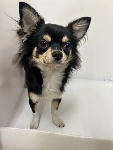 チワワ（ロングコート）