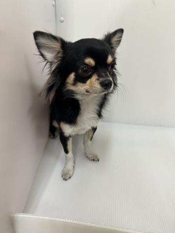 新潟県のチワワ(ロング) (ペットアミ 長岡店/2025年3月22日生まれ/男の子/ブラックタンホワイト)の子犬の2枚目の画像