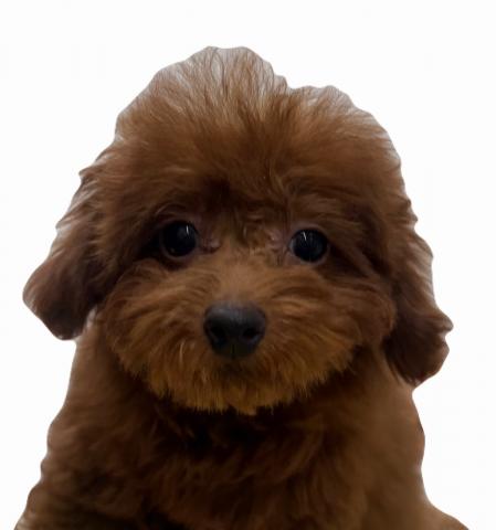 三重県のトイプードル(トイ) (ペットアミ 松阪店/2025年11月15日生まれ/女の子/レッド)の子犬